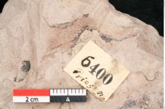 Foto (Detailansicht) von Salvinia reussii Ettingshausen (NHMW-GEO-2024-0188-6400)